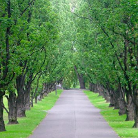 Elfrid Signora Arnesen