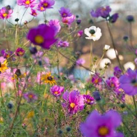 Karin Adelheid Johnsrud