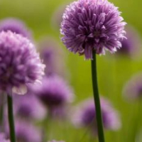 Inger Asbjørnsen Bakke